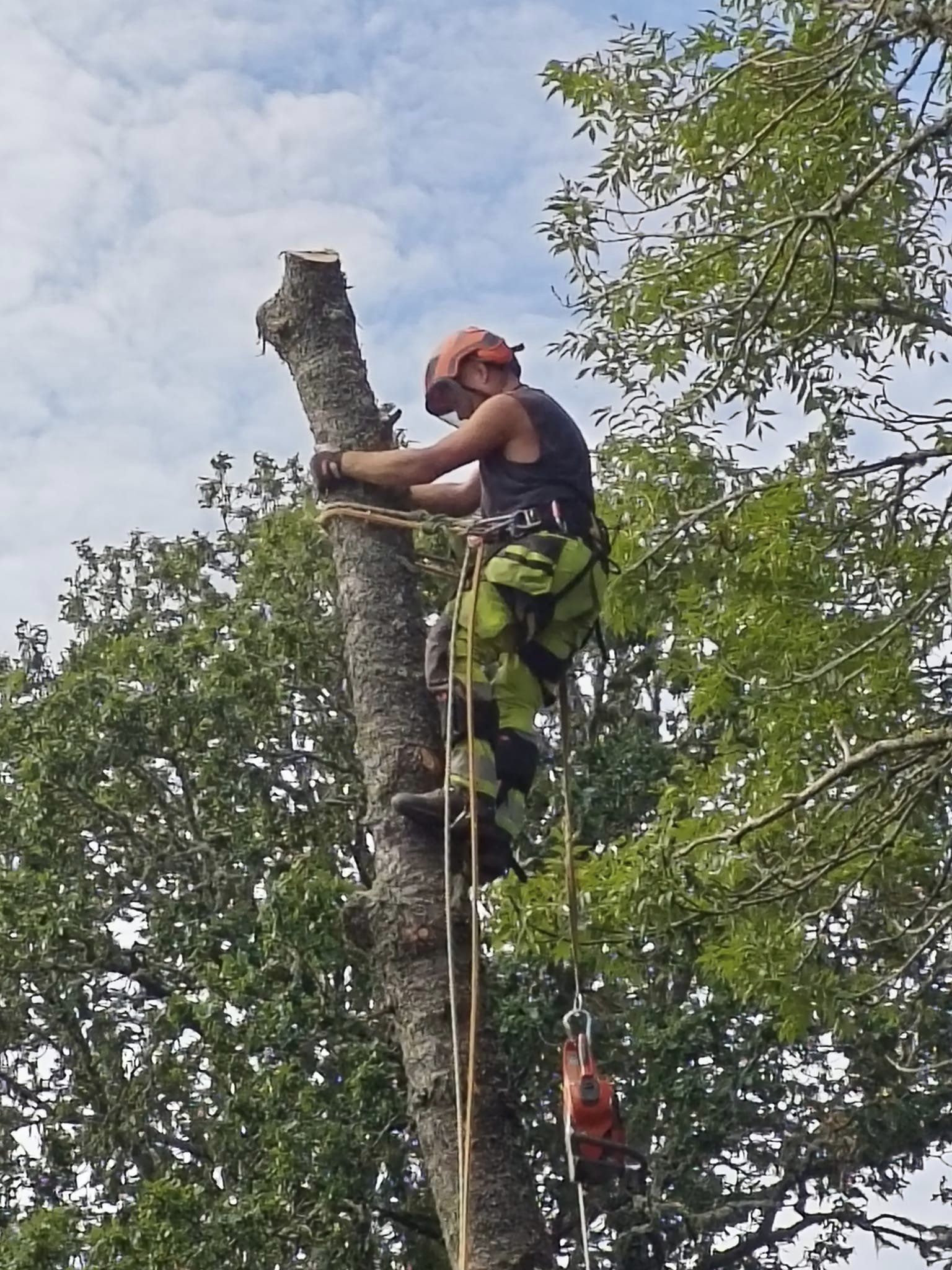 Trädfällning i Bostebacke med erfaren arborist