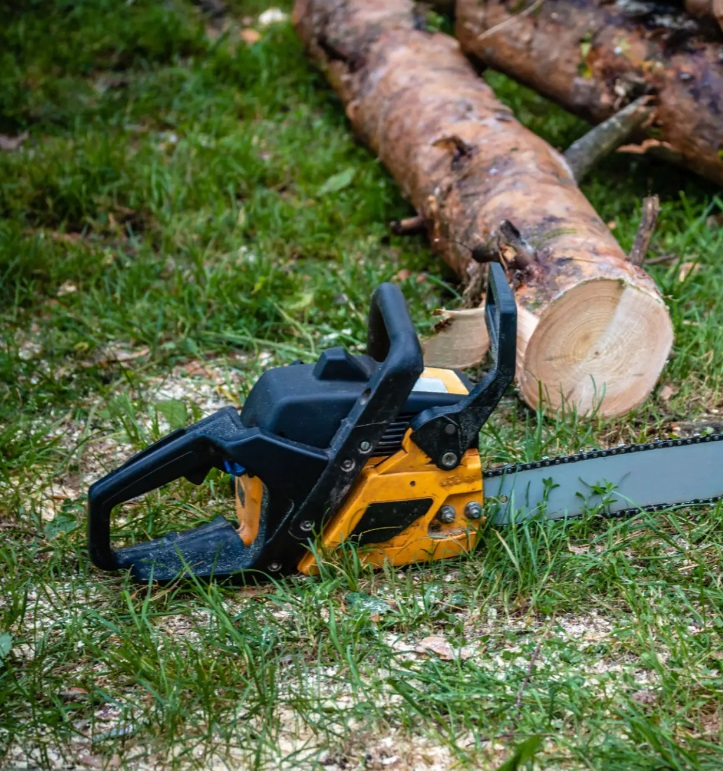 Specialiserad arborist i Vesten för Trädfällning