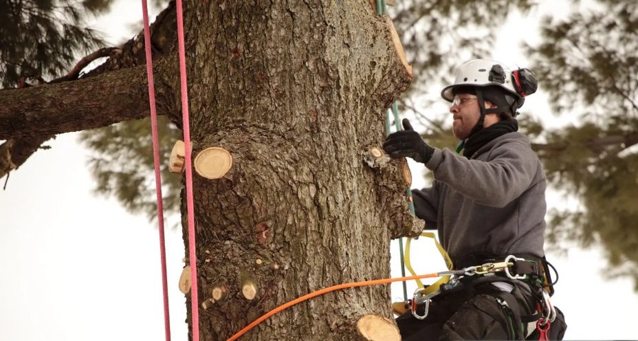 Erfaren arborist inom Markfällning i Håsten